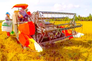 ĐBSCL: Lo máy gặt lúa không đủ nhiên liệu để hoạt động