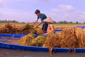 ĐBSCL: Tổng lực giúp nông dân thu hoạch lúa, giảm thiệt hại