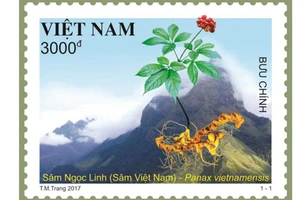 Chính thức phát hành bộ tem Sâm Ngọc Linh