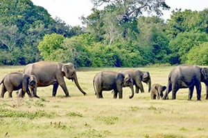 Thành lập Khu bảo tồn loài và sinh cảnh voi đầu tiên tại Việt Nam