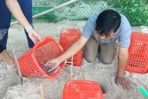 66 cá thể rùa biển được ấp nở tại Cù Lao Chàm 