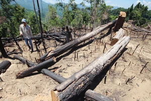 Buông lỏng quản lý, cả trăm hecta rừng ở Quảng Nam bị tàn phá