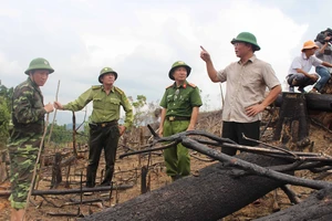 Phó Chủ tịch UBND tỉnh Quảng Nam (bìa phải) đi kiểm tra hiện trường vụ phá rừng phòng hộ 