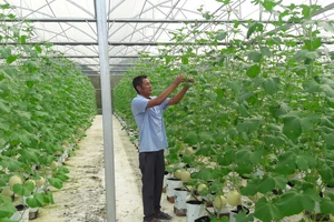 Hiện nay xã Hòa Ninh phát triển được nhiều mô hình nông nghiệp theo hướng công nghệ cao
