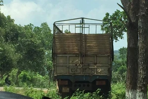 Xe chở gỗ lậu bị phát hiện trong khu vực Đồn Biên phòng Bu Cháp quản lý. Ảnh CÔNG HOAN.
