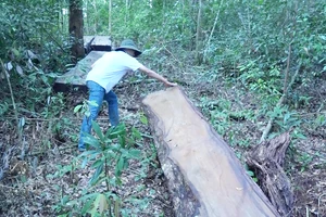 Gỗ du sam bị chặt hạ tại Khu bảo tồn thiên nhiên Nam Nung. Ảnh CÔNG HOAN
