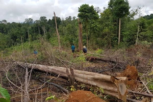 Điều tra vụ phá nghiêm trọng 7ha rừng tự nhiên tại Lâm Đồng