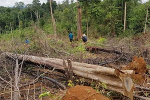 Khởi tố vụ phá 7ha rừng tự nhiên tại Lâm Đồng