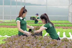 Lâm Đồng và TPHCM hợp tác sản xuất, tiêu thụ nông sản an toàn 