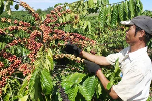 Thu hoạch cà phê tại huyện Bảo Lâm, tỉnh Lâm Đồng. Ảnh: ĐOÀN KIÊN