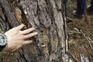 Hàng trăm cây thông 30 năm tuổi bị “tiêm” thuốc độc