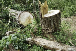 Công an vào cuộc điều tra vụ phá rừng thông nội ô Đà Lạt
