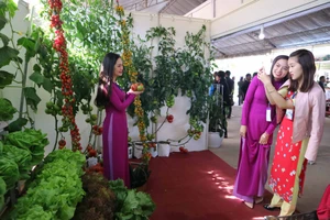 VIDEO: Du khách thăm vườn rau, hoa công nghệ cao giữa phố Đà Lạt