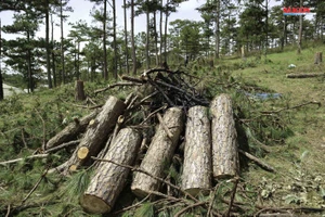 Xử phạt 3 đối tượng phá rừng thông hơn 40 năm tuổi ở Đà Lạt