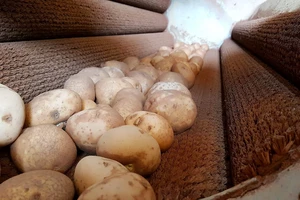 Bắt quả tang trộn đất vào khoai tây Trung Quốc để bán giá cao