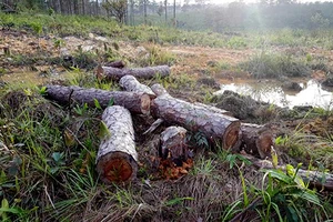 Đình chỉ công tác 15 ngày cán bộ quản lý rừng để phá 39.808m² rừng 