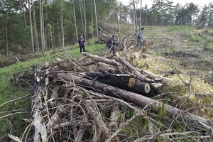 Yêu cầu kiểm tra, xử lý các vụ phá rừng tại Lâm Đồng