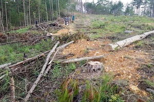 Bắt giam 5 đối tượng tấn công nhân viên bảo vệ rừng