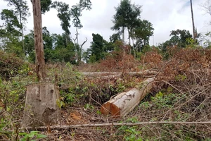 Phát hiện thêm 2 doanh nghiệp ở Lâm Đồng phá rừng trên đất dự án