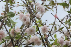 Hoa anh đào Nhật Bản được trồng tại Đà Lạt