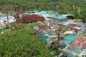 Hàng loạt cây thông ở Đà Lạt bị “bức tử” trong khu dân cư