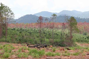 Khởi tố vụ án, bắt giam 3 đối tượng phá rừng quy mô lớn tại Lâm Đồng