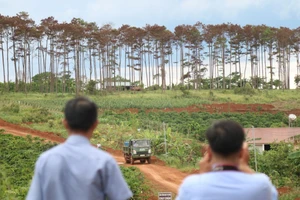 Rừng thông ở Lâm Đồng lại bị đầu độc, chết khô
