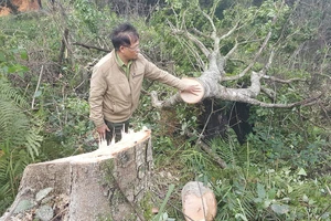 Bắt 11 đối tượng đem cưa máy phá rừng phòng hộ ở Đà Lạt