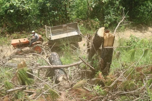 Rừng thông tại Lâm Đồng tiếp tục bị “cạo trọc”