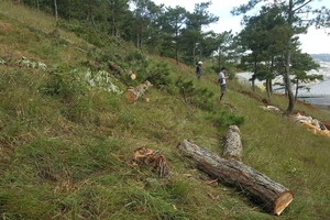 Thuê người cưa thông, lấn hơn 1.200m² đất rừng ở Đà Lạt