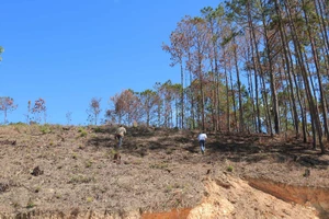 Lâm Đồng: Điều tra vụ phá rừng, lấn chiếm, mua bán đất lâm nghiệp trái phép