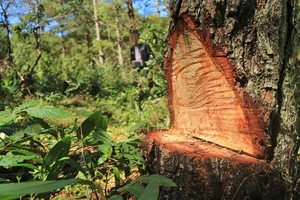 Điều tra vụ “đầu độc” rừng thông dưới chân núi Langbiang