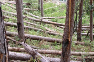 Rừng thông tại Lâm Đồng tiếp tục bị đốn hạ hàng loạt