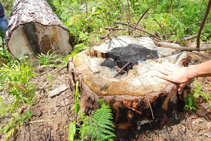 Khẩn trương điều tra vụ cưa hạ hàng loạt rừng thông cổ thụ ở Lâm Đồng
