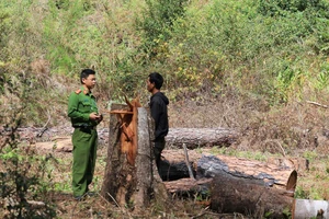 Xác định 5 đối tượng cưa hạ hàng loạt thông cổ thụ tại Lâm Đồng