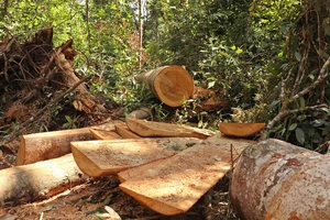 Lâm Đồng “hoả tốc” chỉ đạo điều tra, xử lý vụ rừng bạch tùng trăm tuổi bị cưa hạ