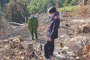 Phạt 2 đối tượng phá rừng phòng hộ tại Đà Lạt 200 triệu đồng
