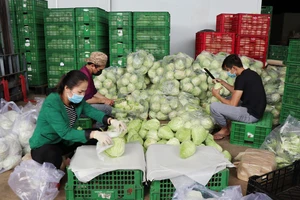 Mỗi ngày Lâm Đồng xuất 4.000 tấn rau, củ đi TPHCM