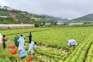 Thêm nhiều xe rau, củ từ Lâm Đồng hỗ trợ vùng dịch ở TPHCM và Phú Yên
