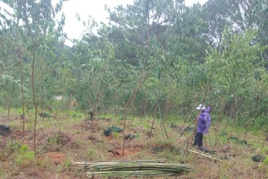 Đà Lạt: Bắt quả tang nhóm người trồng 200 cây mai anh đào lấn chiếm đất rừng