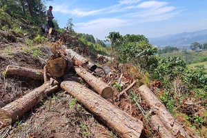 Phó Thủ tướng Lê Văn Thành yêu cầu xử lý nghiêm tình trạng phá rừng, lấn chiếm đất rừng tại Lâm Đồng