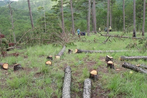 Đà Lạt: Hàng trăm cây thông bị cưa hạ nằm la liệt
