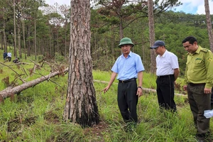 Chủ tịch UBND tỉnh Lâm Đồng yêu cầu lập chuyên án điều tra vụ cưa hàng trăm cây thông ở Đà Lạt