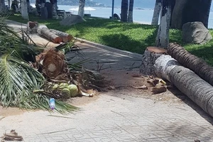 Hơn 40 cây dừa ven biển ở Nha Trang bị đốn hạ