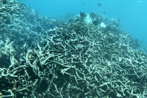 Rạn san hô dưới đáy biển Hòn Mun, thuộc vịnh Nha Trang (Khánh Hòa) chết hàng loạt.