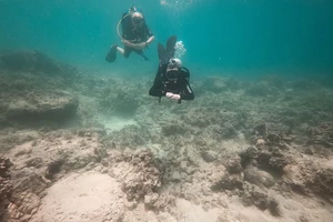 Nha Trang tìm cách phục hồi rạn san hô chết ở biển Hòn Mun