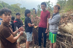 Bắt 6 người phá 8.300m² đất rừng ở Lâm Đồng