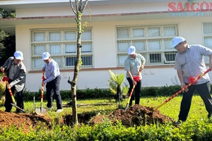 Đà Lạt trồng hàng nghìn cây thông, mai anh đào dịp “Tết trồng cây”