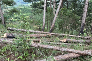 Lâm Đồng: Hàng trăm cây thông trong rừng phòng hộ bị cưa hạ 