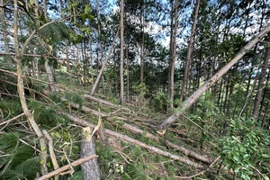 Vụ rừng thông bị cưa hàng loạt ở Lâm Đồng: Tạm đình chỉ công tác chủ tịch UBND xã Mê Linh